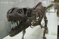 Tour im Paläontologischen Museum